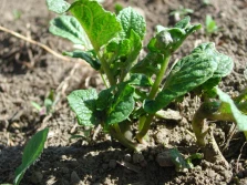 Ziemniaki szczególnie potrzebują mikroelementów