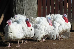 Dwa nowe ogniska ptasiej grypy