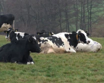 Produkcja kiszonki z kukurydzy