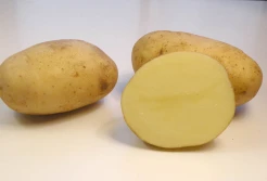 Nasturcja - nowa odmiana bardzo wczesna z HZZ Zamarte