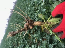 Kiła kapusty – problem globalny?