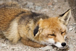 Wścieklizna w województwie mazowieckim (i na Podkarpaciu)