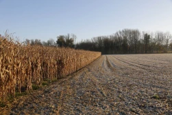 Kukurydza na ziarno: to był rok weryfikacji