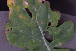 Długa jesień - rzepak choruje