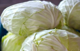 W Rosji wzrosły ceny białej kapusty