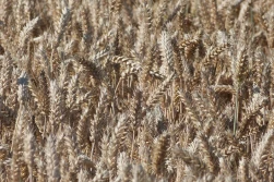 Wszystkie zboża drożeją