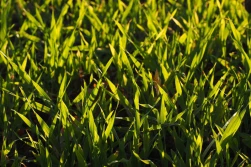 Możliwe jest nalistne stosowanie roztworu mocznika bez dodatków