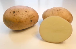 Bielik - bardzo wczesna nowa odmiana od HZ Zamarte