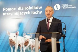 Będzie pomoc dla producentów świń utrzymujących lochy