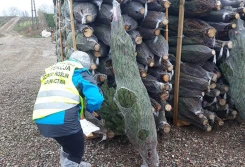 Choinki pod kontrolą PIORiN-u