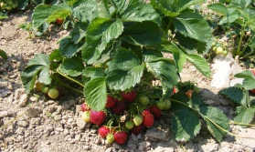 Sezon truskawkowy na Ukrainie opóźniony o 10 dni