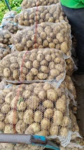 Witam sprzedam ziemniaki kopanie pod zamówienie zapraszam 