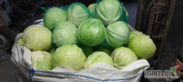 Kapusta biała 1.5-4kg opakowanie do uzgodnienia.