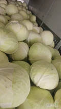 Witam sprzedam kapuste białą w karton box ilości tirowe kaliber 1-4kg zainteresowanych zapraszam 