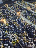 Sprzedam Winogron Czarny 
