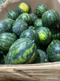 Sprzedam arbuza Włoskiego, kaliber 7-12 kg. Skrzynie 400 kg