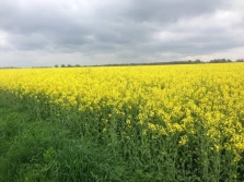 BAYER podnosi poprzeczkę w odmianach rzepaku