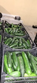 Sprzedam Ogórka szklarniowego 2 klasa. Duże ilości. Kalisz. Możliwy transport. Tel. 884883858. 2,5zł/kg netto. Chętnie nawiąże...