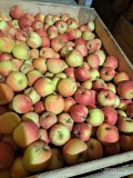 Sprzedam szampiona za wagę w skrzyni . Jabłko chłodnia + fresh . Około 200skrzyń . Oraz princa około 50skrzyń. Cena 1.5 