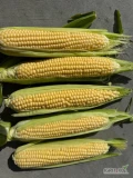 Sprzedam kukurydzę cukrowa z własnego gospodarstwa,pakowane na tacka, kolba, worek opakowanie do uzgodnienia , towar świeży zdrowy i...