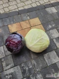 Sprzedam kapustę czerwoną +2 kg ok 8 ton oraz kapusta biała novoton I ambrozja ok 10 ton