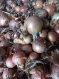 Sprzedam Cebule żółtą odmiana holenderską kal 45-80 fazorowana  zostało ok 30 ton luzem z pryzmy