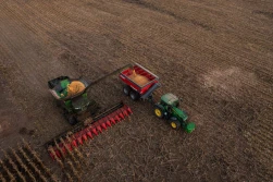 Król wydajności w kukurydzy