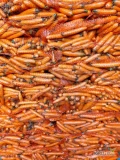 Marchew kaliber 2-4, myta, szczotkowana w worku szytym.