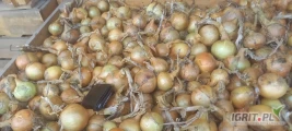 Sprzedam bardzo ładną cebulę z dymki odmiany herkules kal 5 - 9. Pakowane big bag lub luz 