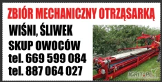 Zbiór mechaniczny wiśni śliw. Lipsko