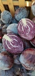 Sprzedam kapuste czerwoną kaliber do 4kg czysta, zdrowa, odmiana FUTURIMA. 