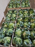 Sprzedam kalafior 6.ilośći paletowe