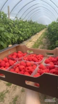Sprzedam malinę tunelową w opakowaniu 125g lub 250g pulpa cena 37zł/kg Odmiana Glen Ample oraz Enrosadira, ilość w poniedziałe około...