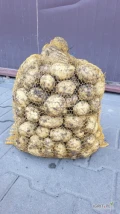 Sprzedam młode ziemniaki odmiana Riviera, kopane pod zamówienie.