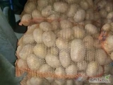 Sprzedam ziemniaki Soraya oraz noya 