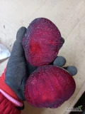 Sprzedam ilości tirowe buraczka czerwonego w workach lub bb na brudno lub myty zapraszam