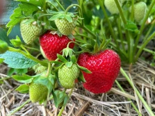 PIORiN: polskie truskawki i maliny bez pozostałości pestycydów