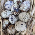 Sprzedam jajka przepiórcze z własnej hodowli.  6000 szt