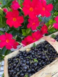 Witam sprzedam 100 ton Czarnej porzeczki. Zapraszam do kontaktu 