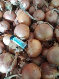 Sprzedam cebulę grubą na obieranie i worek kaliber 6+