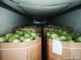Kapusta biała 1-3kg 2.5-5kg Zenon ilości TIRowe i paletowe tel. 601159904 