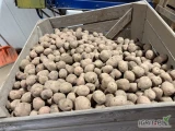 Kupię na ten tydzień 100 ton ziemniaków czerwonych z żółtym miąższem kaliber 50+ opakowanie bigbag lub skrzyniopalety najlepiej...