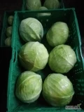 Kapusta biała jakość market 1.2-3kg

