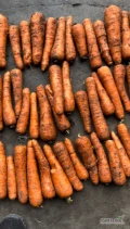 Sprzedam marchew 2-5 , i marchew abake 
