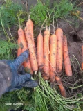 Sprzedam Marchew prosto z pola 10-15 ton. Kopaną za nać.