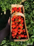 Sprzedam Truskawkę Cory z dzisiejszego zbioru. Iosc okolo 400 kosza. Towar lsfny sztywny sredni