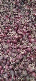 Cebula CZERWONA NA WOREK I DO OBIERANIA, 60%-65%6+ Ilości tirowe, import, dostawa do klienta w całej Polsce. Co tydzień nowe oferty do...