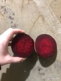 Sprzedam buraczek czerwony 5-10, pakowanie - worki 10 kg. Wszystkie dokumenty. Zapraszam.
