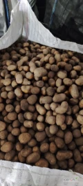 Sprzedam około 10t ziemniaka kaliber 30-50.. Bernina, Soraja