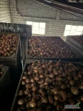 Sprzedam ok 25 ton cebuli na Wysadke kaliber 3 do 6 odmiana sedona